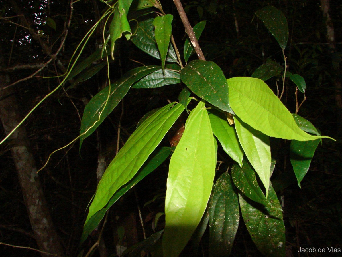 Mallotus rhamnifolius (Willd.) Müll.Arg.